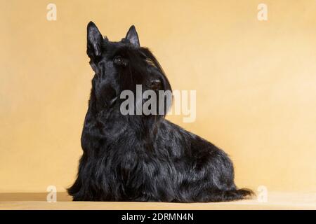 Seduto filo nero-capelli piccolo cane di razza Scotch terrier su uno sfondo giallo nella stanza del monolocale Foto Stock