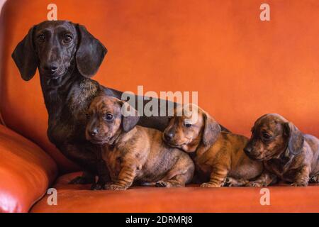 Dachshund famiglia di cani di madre marrone nero e tre brindle cuccioli neri tan su divano arancione all'interno Foto Stock