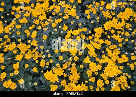 Il giardino è pieno di crisantemi. Ci sono bianco, giallo, magenta, viola e così via. Questa è la stagione dei fiori invernali a Taiwan. Foto Stock