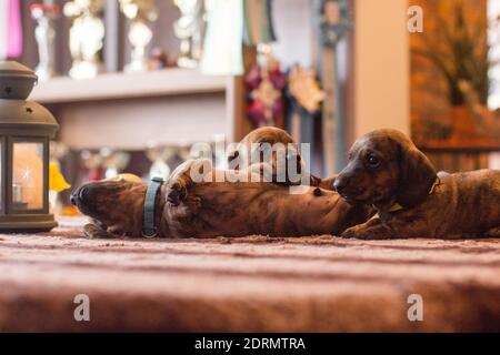 Tre divertenti cuccioli di dachshund marrone rosso bruno insieme posa intorno ad un tavolo all'interno Foto Stock