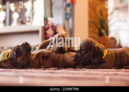 Tre divertenti cuccioli di dachshund marrone rosso bruno insieme posa intorno ad un tavolo all'interno Foto Stock