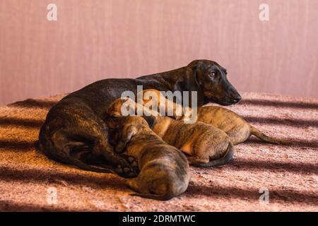 Madre marrone scuro dachshund che le alimenta tre piccole tan rosso ravviva i cuccioli su un tavolo a strisce all'interno Foto Stock