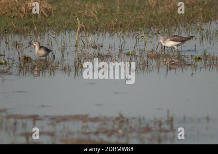 Comune verdshank Tringa nebulosa a destra e macchiato rossshank Tringa eritropus a sinistra. Keoladeo Ghana. Bharatpur. Rajasthan. India. Foto Stock