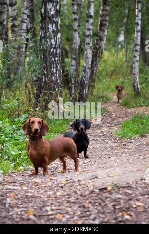 Molti cani della razza Dachshund, rossi e neri, camminano nella foresta in autunno su un sentiero tra gli alberi Foto Stock