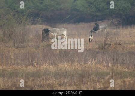 Cicogna nera femmina Ephippiorhynchus asiaticus e bovino Bos taurus sullo sfondo. Keoladeo Ghana. Bharatpur. Rajasthan. India. Foto Stock