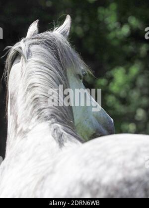 Un cavallo grigio sparato dalla parte posteriore che mostra la spina dorsale, il collo e la cresta Foto Stock