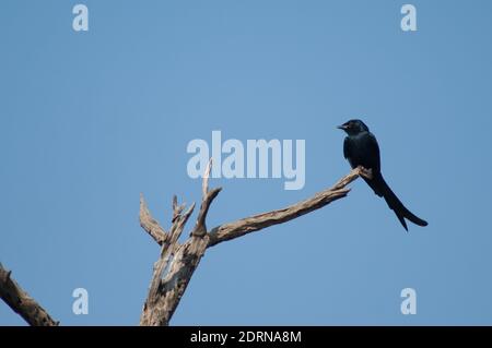 Drongo nero Dicrurus macrocercus su un ramo. Parco Nazionale Keoladeo Ghana. Bharatpur. Rajasthan. India. Foto Stock