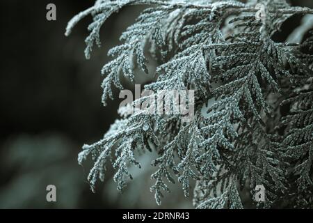 I rami congelati sono stati mangiati nella gelata mattina presto. Foto Stock