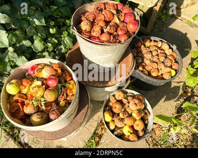 Contenitori per rifiuti organici biodegradabili con rifiuti alimentari e avanzi vegetali, box per compost da giardino per la produzione di compost. Compostaggio a casa concetto Foto Stock