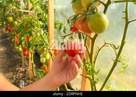 Mano del ragazzo che ispeziona i pomodori domestici nel giardino domestico. Coltivazione di pomodori in serra - concetto di agricoltura biologica, fuoco selettivo Foto Stock