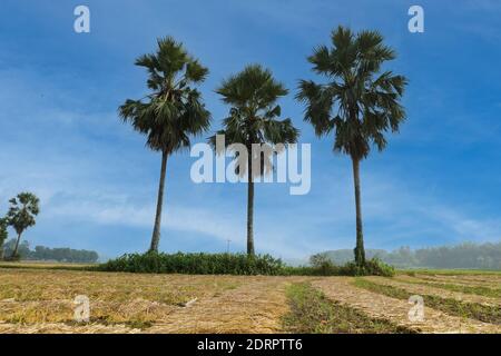 Bellissimo paesaggio naturale del Bangladesh. Tre palme si ergono insieme e sbirciano nel cielo blu. Foto Stock