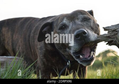 Staffordshire Bull Terrier masticare su legno Foto Stock