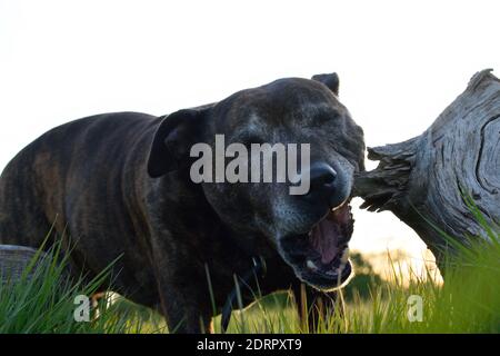 Staffordshire Bull Terrier masticare su legno Foto Stock