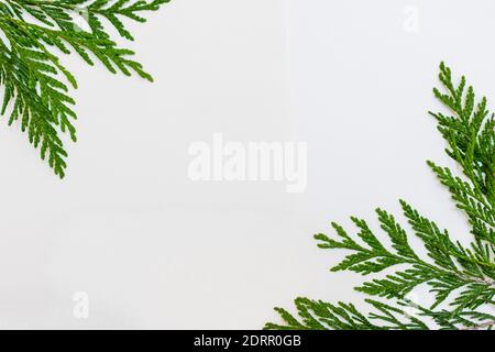 sfondo bianco con ramoscelli verdi di thuja sul lati Foto Stock