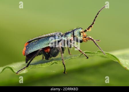 Comune malachite Beetle (Malachius bipustulatus) arroccato su foglia di buttercup strisciante. Tipperary, Irlanda Foto Stock