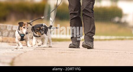 Gestore del cane cammina con il suo piccolo cani su una strada. Due graziosi obbediente Jack Russell Terrier doggy Foto Stock