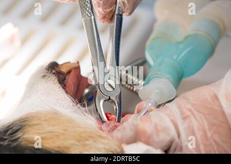 Jack Russell Terrier con problemi dentali al veterinario dentista. Il dente malato viene estratto. Il cane è sotto anestesia. Foto Stock