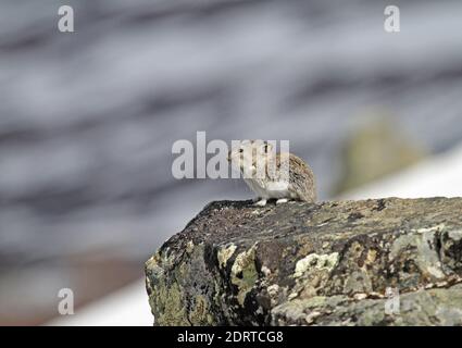Alaskafluithaas, acciuffato pika Foto Stock