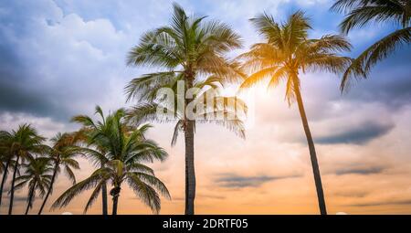 Palm trees on tropical beach at sunset, Florida, USA. Foto Stock