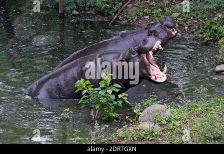 Dwergnijlpaard, ippopotami nani Foto Stock