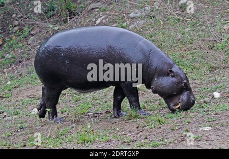 Dwergnijlpaard, ippopotami nani Foto Stock