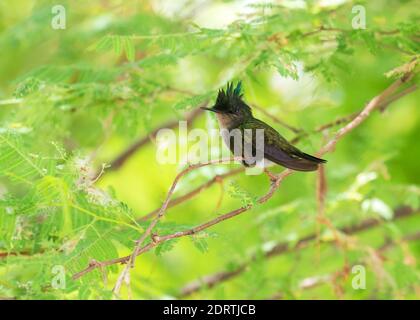 Antilliaanse kuifkolibrie, Antillean Crested Hummingbird, Orthorhyncus cristatus Foto Stock