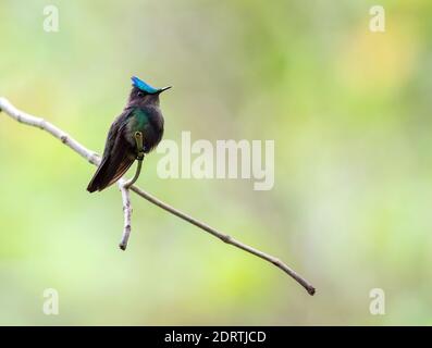 Antilliaanse kuifkolibrie, Antillean Crested Hummingbird, Orthorhyncus cristatus Foto Stock
