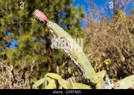 Cocco coccinico, cocco dactylopio, insetti su un cactus di pera prickly, Opuntia ficus indica, vicino a Las Vegas, Tenerife, Isole Canarie, Spagna Foto Stock
