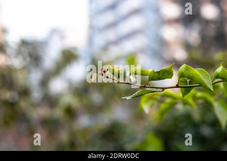 Bougainvillea ramo verde con foglie che crescono nel giardino Foto Stock