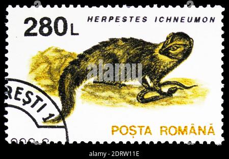 MOSCA, RUSSIA - 10 FEBBRAIO 2019: Un francobollo stampato in Romania mostra Egiziano Mongoose (Herpestes ichneumon), mammiferi serie, circa 1993 Foto Stock