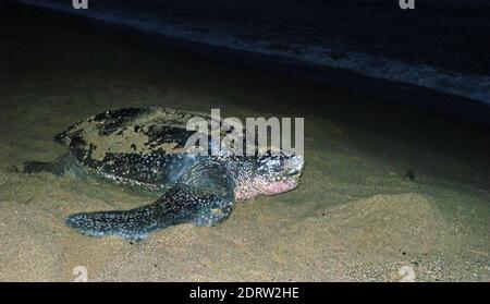 Lederschildpad de grootste schildpad ter wereld; Liuto tartaruga di mare (Dermochelys coriacea), la tartaruga più grande del pianeta Foto Stock