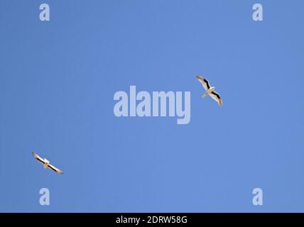 Lettera-winged Kite (Elanus scriptus) nuovamente il volo di un blu cielo australiano Foto Stock