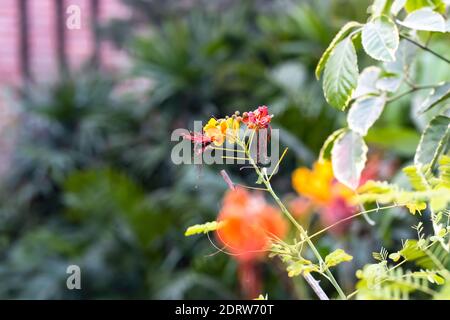 Colorato rosso-giallo Nano Poinciana fiore fiorito nel giardino Foto Stock