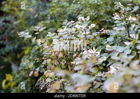 Albero decorativo con foglie di macchie verdi e bianche nel asilo nido Foto Stock