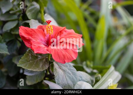 Splendido fiore rosso Hibiscus rosa Sinensis con foglie verdi all'interno il giardino dei fiori primo piano colpo Foto Stock