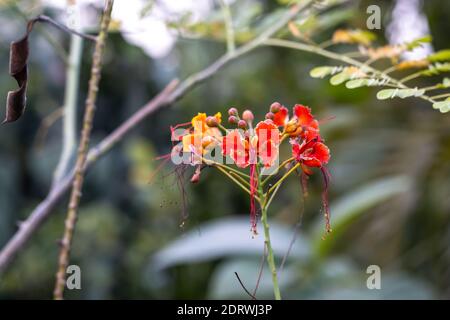 Fiorito colorato rosso-giallo Dwarf Poinciana fiore vista ravvicinata Foto Stock