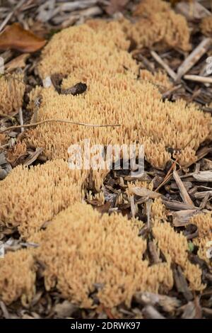 Esempi di funghi Coralli verticali, Ramaria stricta, che crescono su aiuole di fiori pacciamati sul lato di una strada trafficata. Gillingham Dorset Inghilterra GB Foto Stock