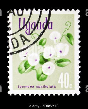 MOSCA, RUSSIA - 10 FEBBRAIO 2019: Un francobollo stampato in Uganda mostra Ipomoea spathulata, flora nativa serie, circa 1969 Foto Stock