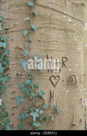 Un cuore, iniziali e una data scolpita nella corteccia di un faggio, sopravivato con Ivy Foto Stock