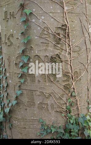 Iniziali scolpite molto tempo fa nella corteccia di un faggio albero Foto Stock