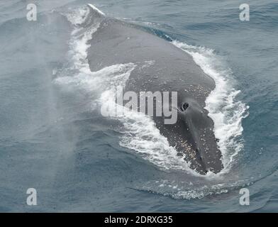 Un Humpback Whale soffia come superfici (Megaptera novaeangliae) Isole Sandwich del Sud, Oceano Meridionale. Foto Stock