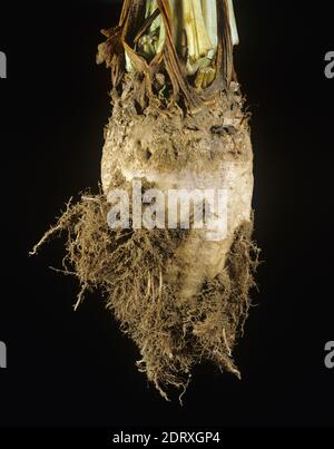 Rhizomania sintomo di sviluppo della radice secondaria pelosa causato dal virus della vena gialla necrotica della barbabietola (BNYVV) alla barbabietola da zucchero, Grecia Foto Stock