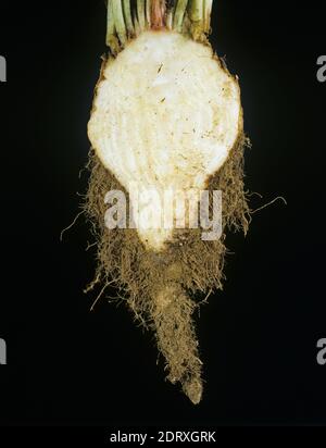 Rhizomania sintomo di sviluppo di radice secondaria pelosa e distorsione causata dal virus della vena gialla necrotica della barbabietola (BNYVV) alla barbabietola da zucchero, Grecia Foto Stock