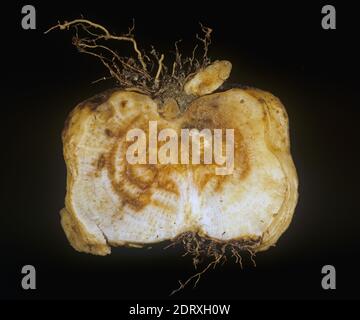 Rhizomania sintomo di sviluppo di radice secondaria pelosa e necrosi causata dal virus della vena gialla necrotica della barbabietola (BNYVV) alla barbabietola da zucchero, Grecia Foto Stock