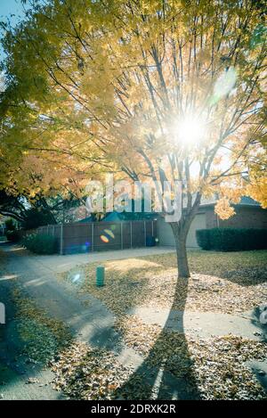 Sunburst attraverso il bell'albero di caduta giallo fogliame vicino a suburban singola casa di famiglia a Dallas, Texas, America. Colori delle foglie autunnali brillanti lungo la schiena Foto Stock