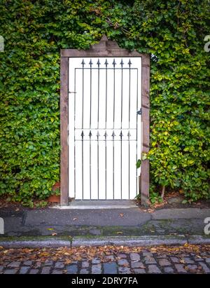 Un cancello in un hedge al di fuori DI UNA casa di lusso, con sfondo isolato Foto Stock