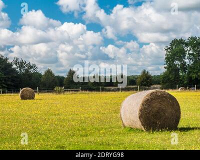 Balle rotonde di fieno in campo di alghe gialle nel Gloucestershire Cotswolds. Foto Stock