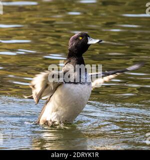 Anatra solitaria al lago Kleinhesseloher nel giardino inglese di Monaco, Germania. Foto Stock