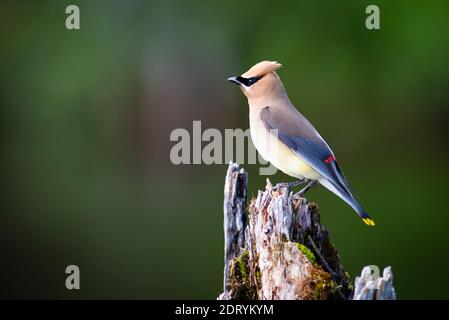 Il Cedar Waxwing appollaiato su un albero morto su una palude Foto Stock