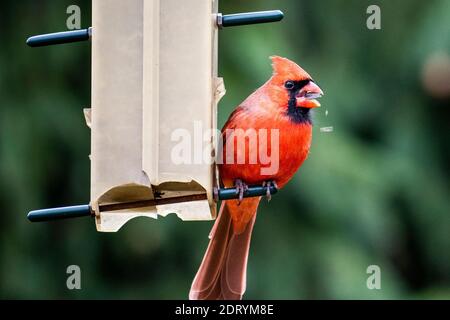 Il Cardinale del Nord è appollaiato ad un alimentatore di uccelli in inverno. Foto Stock